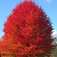 Amerikai ámbrafa 'Liquidambar styraciflua'
