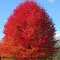 Amerikai ámbrafa 'Liquidambar styraciflua'