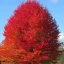 Amerikai ámbrafa 'Liquidambar styraciflua'