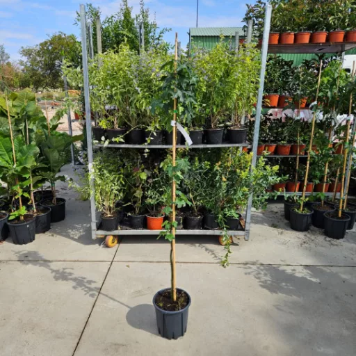 Amerikai ámbrafa 'Liquidambar styraciflua'