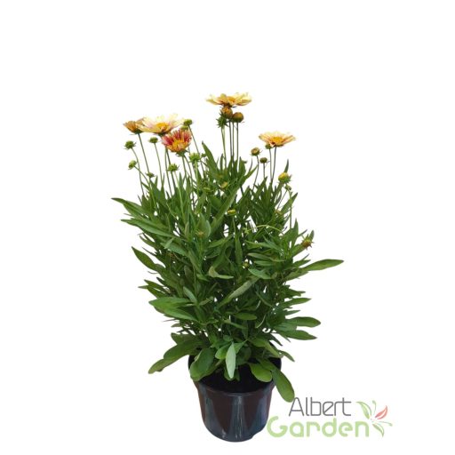 Menyecskeszem 'Coreopsis Solanna Sunset Burst'