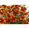 Menyecskeszem 'Coreopsis Sunstar Orange'