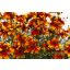 Menyecskeszem 'Coreopsis Sunstar Orange'