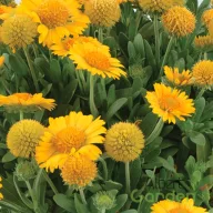 Sárga kokárdavirág Gaillardia Gusto Lemon évelő sűrű virágzattal, gomba alakú bimbókkal