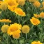 Sárga kokárdavirág Gaillardia Gusto Lemon évelő sűrű virágzattal, gomba alakú bimbókkal