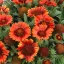 Narancs-barna kokárdavirág Gaillardia Gusto Paprika évelő élénk virágzattal, kerti ültetés