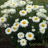 Margaréta 'Leucanthemum maximum Victorian Secret'