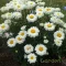 Margaréta 'Leucanthemum maximum Victorian Secret'