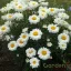 Margaréta 'Leucanthemum maximum Victorian Secret'