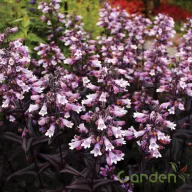 Bíborlevelű bugatölcsér Penstemon Digitalis Dakota Burgundy évelő kerti virág, halvány lila-fehér tölcsérvirágok sötétbordó leveleken