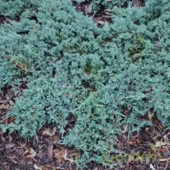 Kék terülő boróka 'Juniperus 'Ice blue'