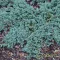 Kék terülő boróka 'Juniperus 'Ice blue'