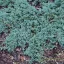 Kék terülő boróka 'Juniperus 'Ice blue'