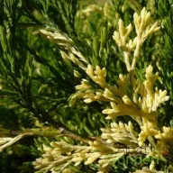   Tarka nehézszagú boróka 'Juniperus sabina 'Variegata' 20/30 K2