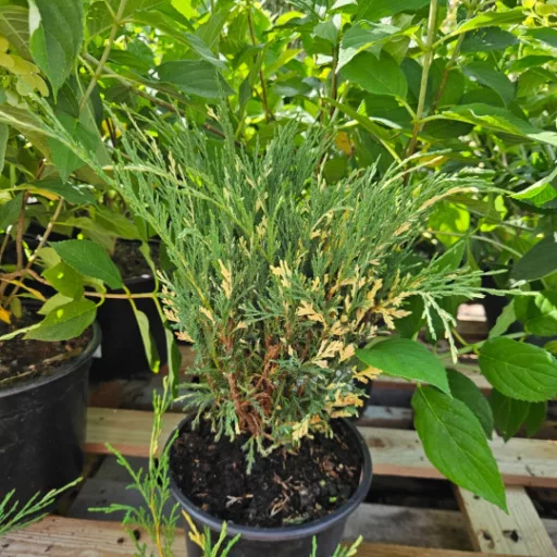 Tarka nehézszagú boróka 'Juniperus sabina 'Variegata' 20/30 K2
