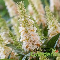   Nyári orgona 'Buddleja Davidii butterfly candy little White'