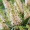 Nyári orgona 'Buddleja Davidii butterfly candy little White'