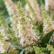 Nyári orgona 'Buddleja Davidii butterfly candy little White'