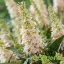 Nyári orgona 'Buddleja Davidii butterfly candy little White'