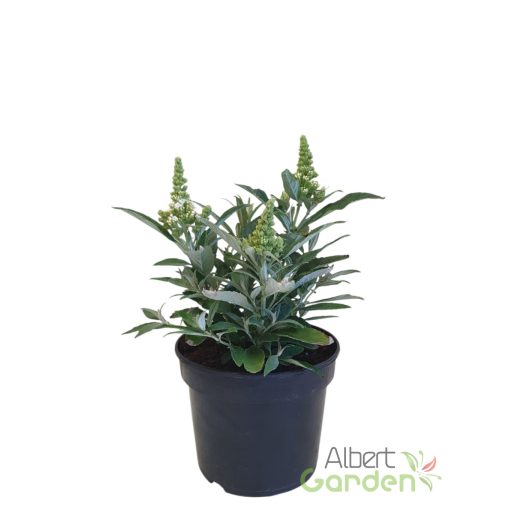 Nyári orgona 'Buddleja Davidii butterfly candy little White'