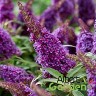   Nyári orgona 'Buddleja Davidii butterfly candy little Purple'