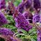 Nyári orgona 'Buddleja Davidii butterfly candy little Purple'
