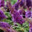 Nyári orgona 'Buddleja Davidii butterfly candy little Purple'
