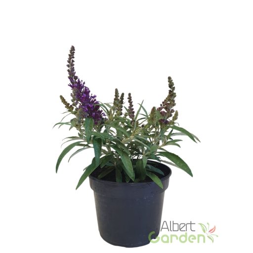 Nyári orgona 'Buddleja Davidii butterfly candy little Purple'