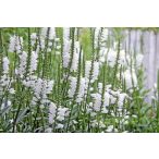 Füzérajak 'Physostegia virginiana Snow Dragon'