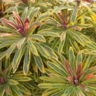 Kutyatej 'Euphorbia martinii hybr. Ascot Rainbow'