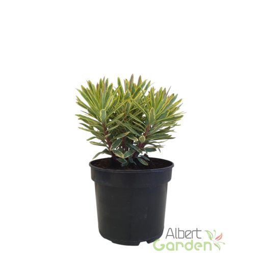 Kutyatej 'Euphorbia martinii hybr. Ascot Rainbow'