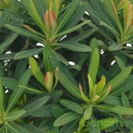 Kutyatej 'Euphorbia martinii hybr. Athene'