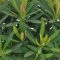 Kutyatej 'Euphorbia martinii hybr. Athene'