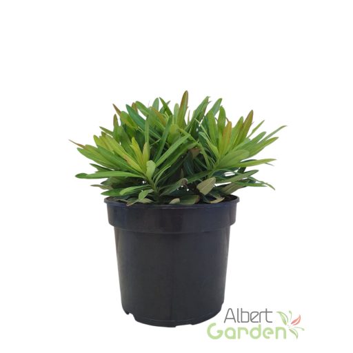 Kutyatej 'Euphorbia martinii hybr. Athene'