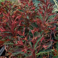 Kutyatej 'Euphorbia martinii hybr. Miners Merlot'