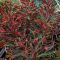 Kutyatej 'Euphorbia martinii hybr. Miners Merlot'