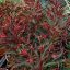 Kutyatej 'Euphorbia martinii hybr. Miners Merlot'