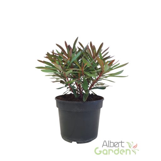 Kutyatej 'Euphorbia martinii hybr. Miners Merlot'