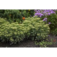 Varjúháj 'Sedum Lemon Jade Rock N Grow'