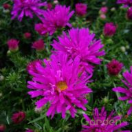 Törpe őszirózsa (Aster dumosus Purple Diamond)