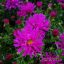 Törpe őszirózsa (Aster dumosus Purple Diamond)