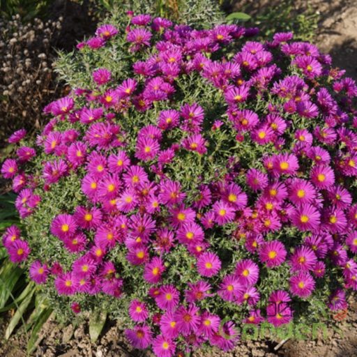 Törpe őszirózsa (Aster dumosus Purple Diamond)