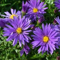 Törpe őszirózsa (Aster dumosus Azurit)