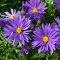 Törpe őszirózsa (Aster dumosus Azurit)