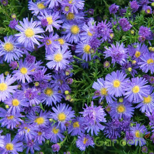 Törpe őszirózsa (Aster dumosus Azurit)