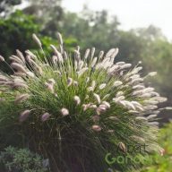   Évelő tollborzfű 'Pennisetum alopecuroides 'Little Bunny'