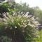 Évelő tollborzfű 'Pennisetum alopecuroides 'Little Bunny'
