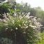 Évelő tollborzfű 'Pennisetum alopecuroides 'Little Bunny'