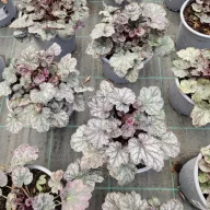 Tűzeső 'Heuchera Silver Duke'