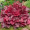 Tűzeső 'Heuchera Fire Chief'
